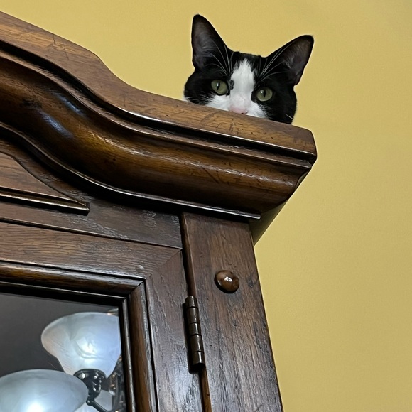 Meet your Posher, Belinda - Picture 4 of 5